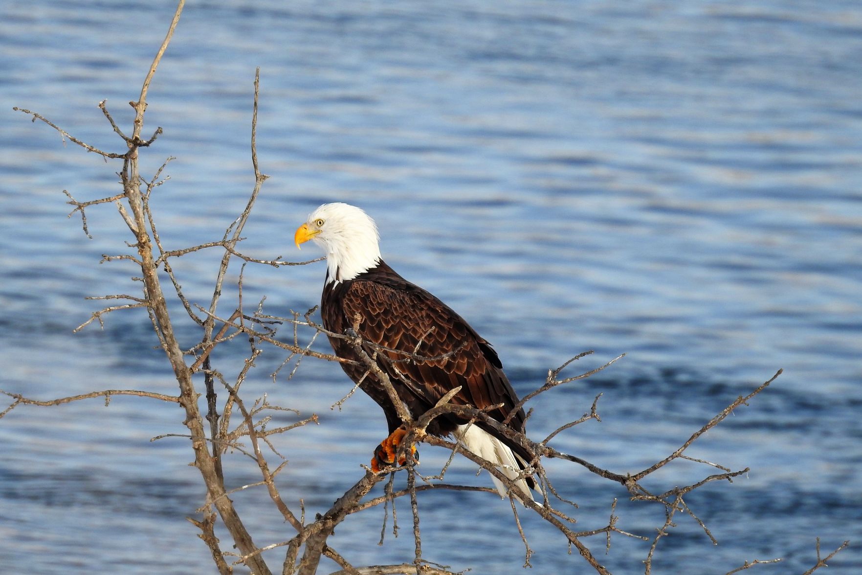 Fishing Eagle Eyes